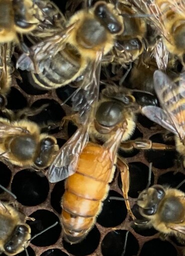 A close-up shot of a honeybee on a flower